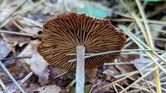 Collybiopsis peronata