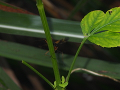 Pselliophora flavibasis