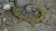 Microgecko helenae helenae