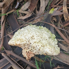 Laetiporus portentosus