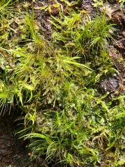 Thuidiopsis sparsa