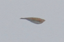 Alauda arvensis