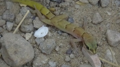 Microgecko helenae helenae