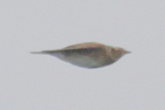 Alauda arvensis