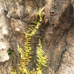 Thuidiopsis sparsa