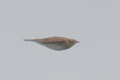 Alauda arvensis