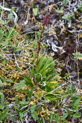 Tofieldia coccinea