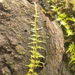 Thuidiopsis sparsa
