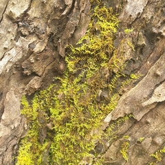 Thuidiopsis sparsa