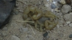 Mesobuthus phillipsi