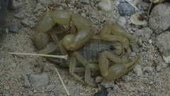 Mesobuthus phillipsi