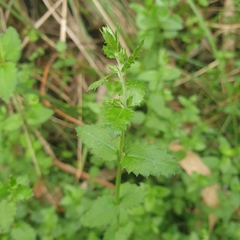 Gonocarpus tetragynus