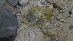 Mesobuthus phillipsi