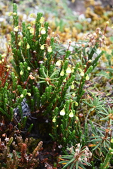 Cassiope tetragona