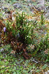 Cassiope tetragona