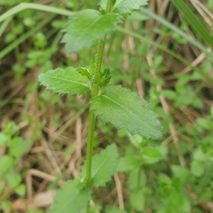Gonocarpus tetragynus