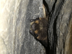 Eptesicus nilssonii