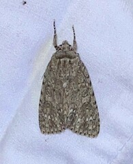 Acronicta impleta