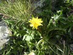 Taraxacum aequilobiforme
