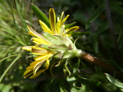 Taraxacum aequilobiforme