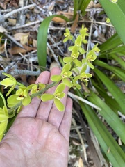 Cymbidium madidum