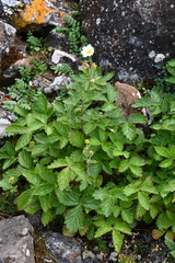 Drymocallis inquinans