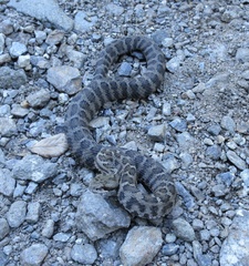 Gloydius intermedius