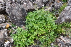 Drymocallis inquinans