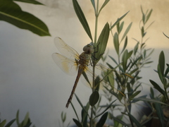Anax ephippiger