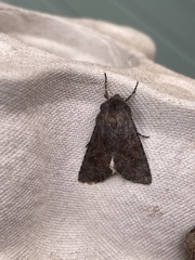 Aporophyla lutulenta