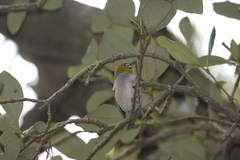 Zosterops lateralis