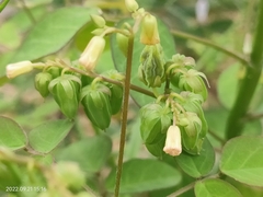 Oxalis barrelieri