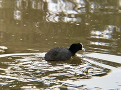 Fulica atra australis