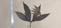 Actinodaphne bourdillonii