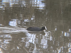 Fulica atra australis