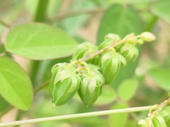 Oxalis barrelieri