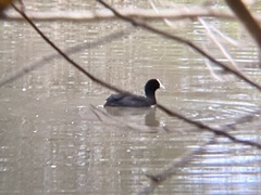 Fulica atra australis