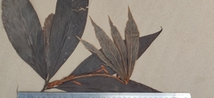 Actinodaphne bourdillonii
