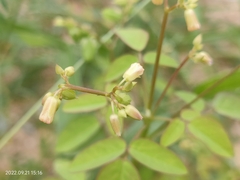 Oxalis barrelieri