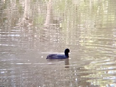 Fulica atra australis