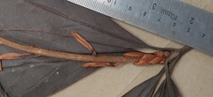 Actinodaphne bourdillonii