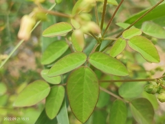 Oxalis barrelieri