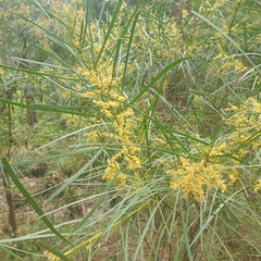 Acacia mucronata