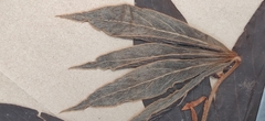 Actinodaphne bourdillonii