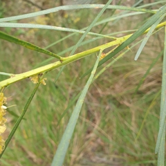Acacia mucronata