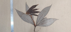 Actinodaphne bourdillonii