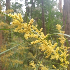 Acacia mucronata