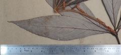 Actinodaphne bourdillonii