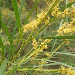 Acacia mucronata