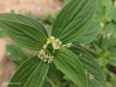 Spermacoce verticillata